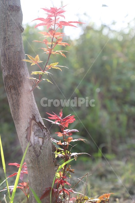 plant,식물,leaf,잎,tree,나무,식물,자연,plants,nature,나무,trees,wood
