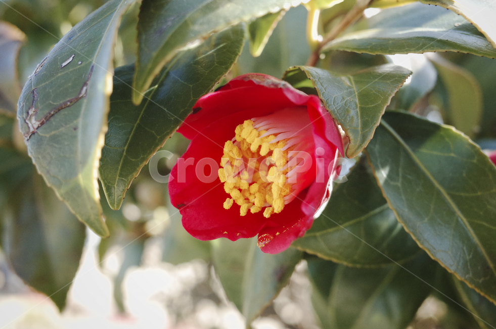 꽃,flower,blossom,red,redflower,빨간꽃,동백,동백꽃,camellia,plant,식물,식물,자연,plants,nature,꽃,flower