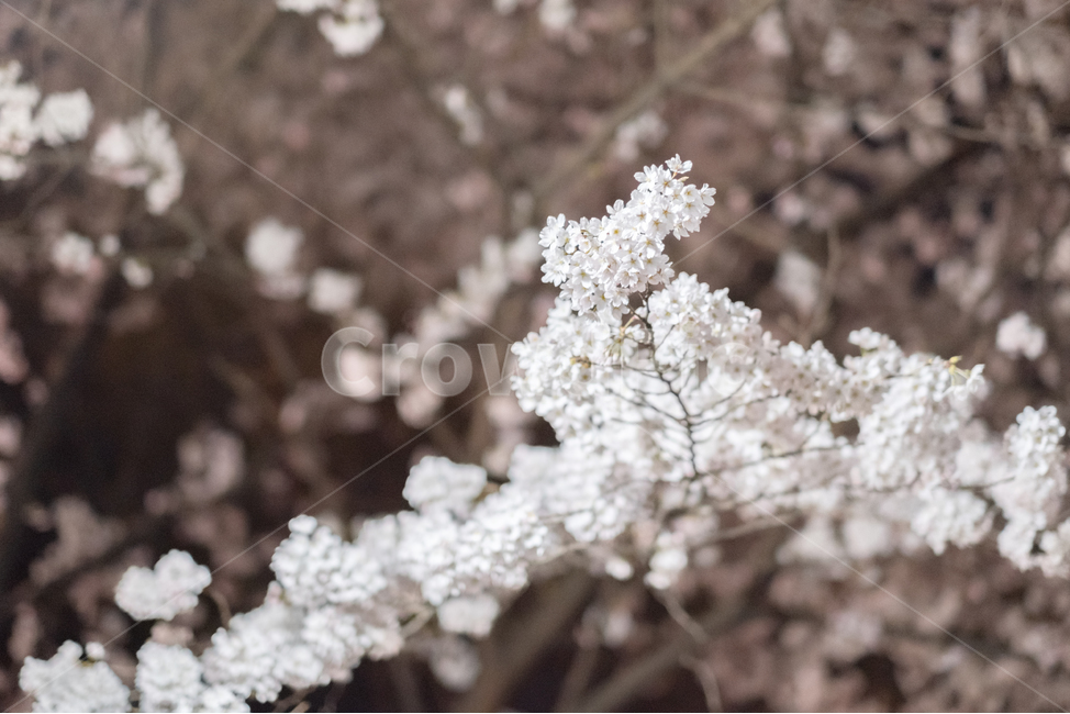 벚꽃,야경,봄,cherryblossoms,nightview,spring,식물,plant,꽃,flower
