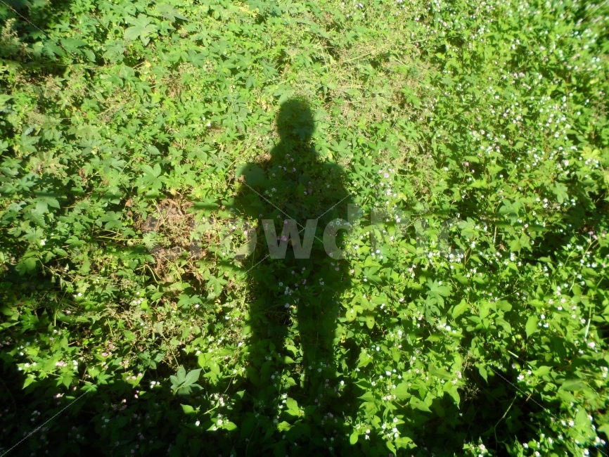 그림자,자화상,꽃들,무리,그린,사람,인물,인간,human,person,인물실루엣,사람실루엣,character silhouette,human silhouette,plant,식물