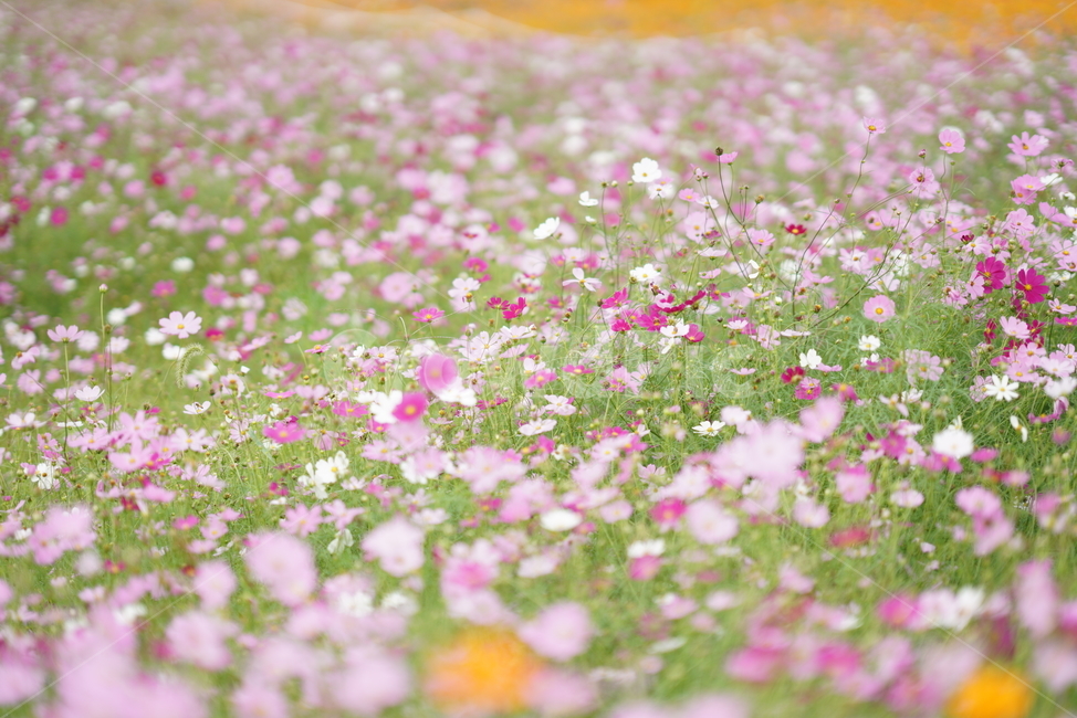 코스모스,꽃,가을,풍경,자연,꽃밭,가을,계절,fall,autumn,season,식물,자연,plants,nature,꽃,flower,spring,봄