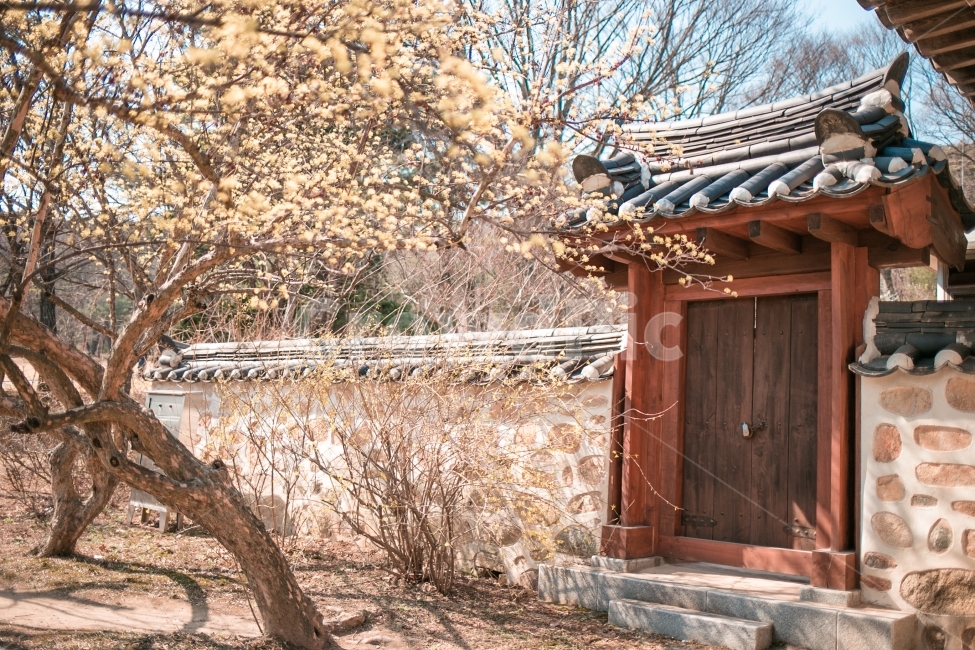 풍경,자연,스냅,한옥,꽃,봄,계절,spring,season,한국전통,한국문화,korean traditional,korean culture,건축물,건물외관,exterior,building,structure,architecture,construction,건물,housing,주택,outdoors,옥외,nature