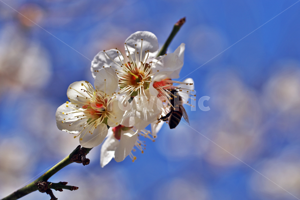 매화,매실나무,매실나무꽃,꽃,봄,계절,꽃봉우리,꽃망울,식물,자연,plants,nature,꽃,flower