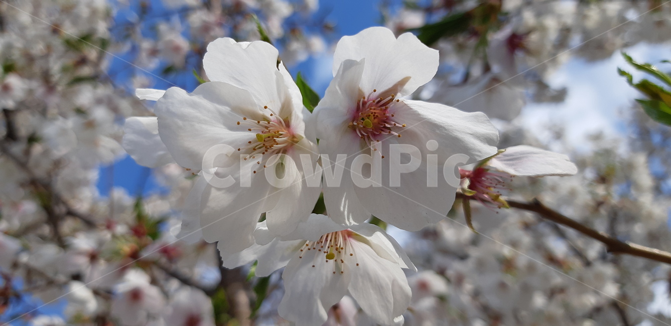 벚꽃,봄,자연,nature,flower,cherryblosson,pinkflower,식물,자연,plants,nature,꽃,flower