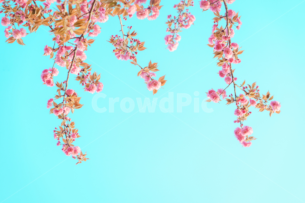 겹벚꽃,봄,왕벚꽃,감성사진,핑크,doublecherrytree,계절,spring,season,식물,자연,nature,flower,분홍,사쿠라