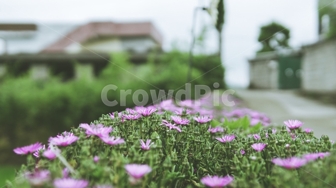 꽃,감성,힐링,여름,고요,시골길,flower