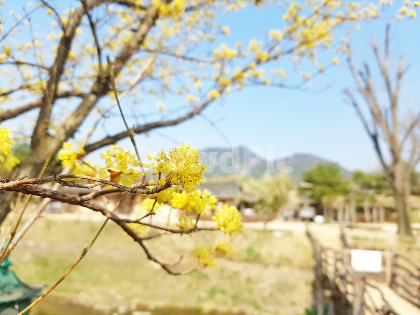 꽃,봄날,봄풍경,봄,산수유,산수유꽃,외암민속마을,시골,한국자연,자연,자연풍경,풍경,한국풍경,봄,계절,spring,season,식물,자연,plants,nature,꽃,flower,plant,tree,나무