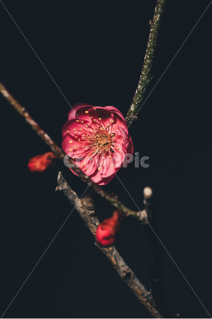꽃,flower,flow,봄꽃,flowerphotography,식물,자연,plants,nature,꽃,flower