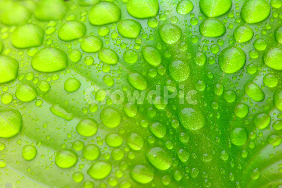 이슬,물방울,풀잎이슬,투명,빗방울,봄비,dew,water,맺히다,방울방울,plant,green,초록,싱그러운,신선한,맑은,아침이슬,해맑은,빗물,초본,영롱한,접사,마크로,클로즈업,fresh,clean,clear,natural,자연,식물,자연,plants,nature