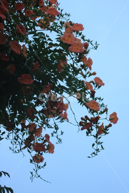 능소화,야생화,들꽃,꽃,주황꽃