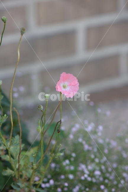 꽃,분홍꽃,양귀비,식물,분홍,식물,자연,plants,nature,꽃,flower