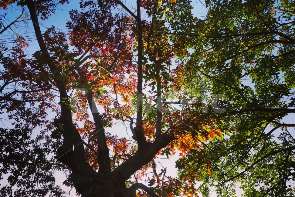 나무,가을,낙엽,초록,푸르름,푸른,빨강,노랑,연두,색감,빛,가을,계절,fall,autumn,season,식물,자연,plants,nature,나무,trees,wood,tree,plant,tree trunk,나무 줄기