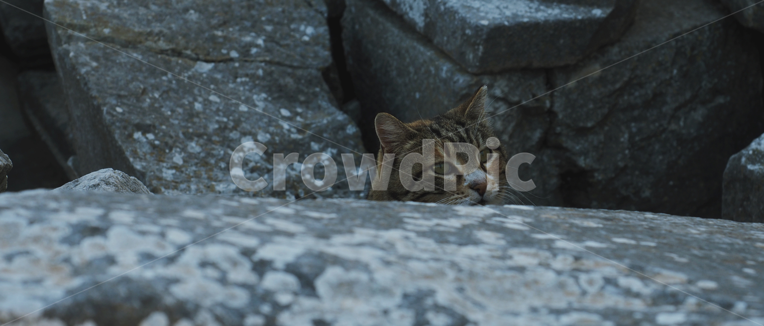 길고양이,고양이,시선,귀여움,cat,animal,cute,kitty,여유,풍경,휴식,동물,animal,포유류,mammal,고양이,cat,kitten,kitty
