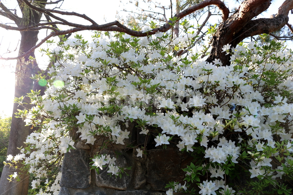 꽃,철쭉,철쭉꽃,진달래,식물,나무,흰꽃,자연,봄,식물,자연,plants,nature,꽃,flower