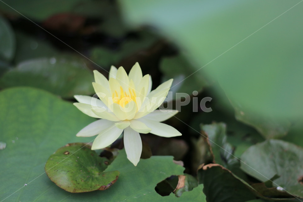 수련,여름꽃,녹색,노란색,노랑,식물,꽃,식물,자연,plants,nature,꽃,flower