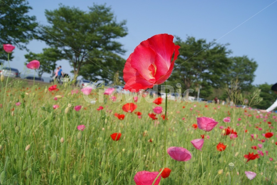 튤립,꽃,자연,식물,감성사진,여름,flower,plant,nature