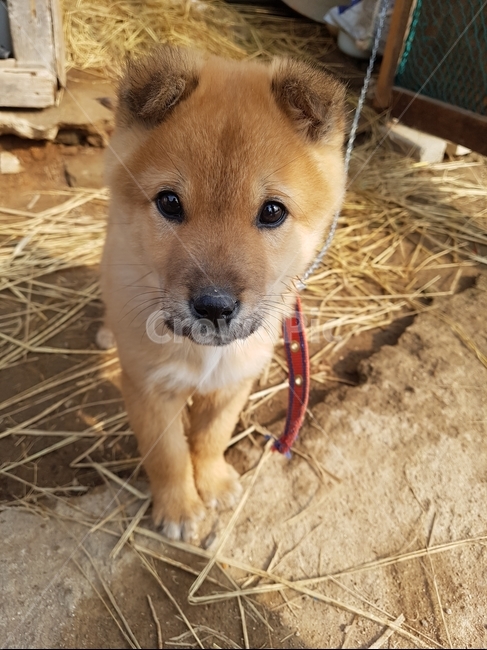 강아지,새끼강아지,개,dog,시골강아지,동물,animal,포유류,mammal,개,강아지,dog,doggy