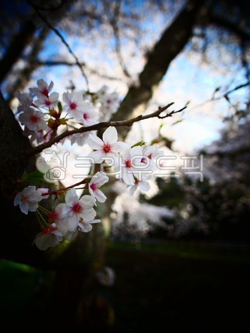 하늘,파란하늘,만개,활짝,꽃,플라워,봄,4월,낭만,벚꽃,벚꽃나무,꽃나무,꽃잎,벚꽃잎,벗꽃,꽃내음,꽃향기,핑크