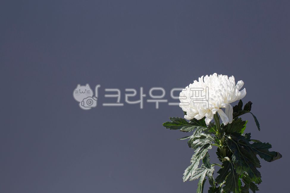 국화,꽃,국화꽃,추모,장례,장례식,애도,근조,하얀꽃,하얀국화,식물