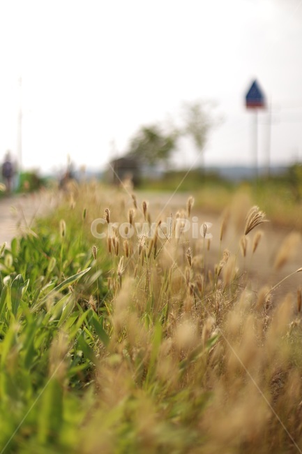 가을,갈대,미니갈대,가을풍경,감성,낙옆,grass,잔디,plant,식물,lawn,가을,계절,fall,autumn,season