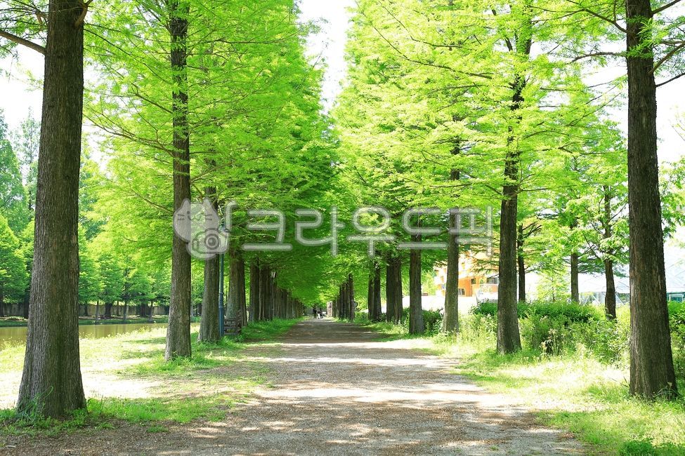메타세쿼이아,가로수,연못,아름다운길,자연,옥외,나무,반영,작은숲,길,nature,outdoors,path,tree,grove,담양메타세쿼이아길