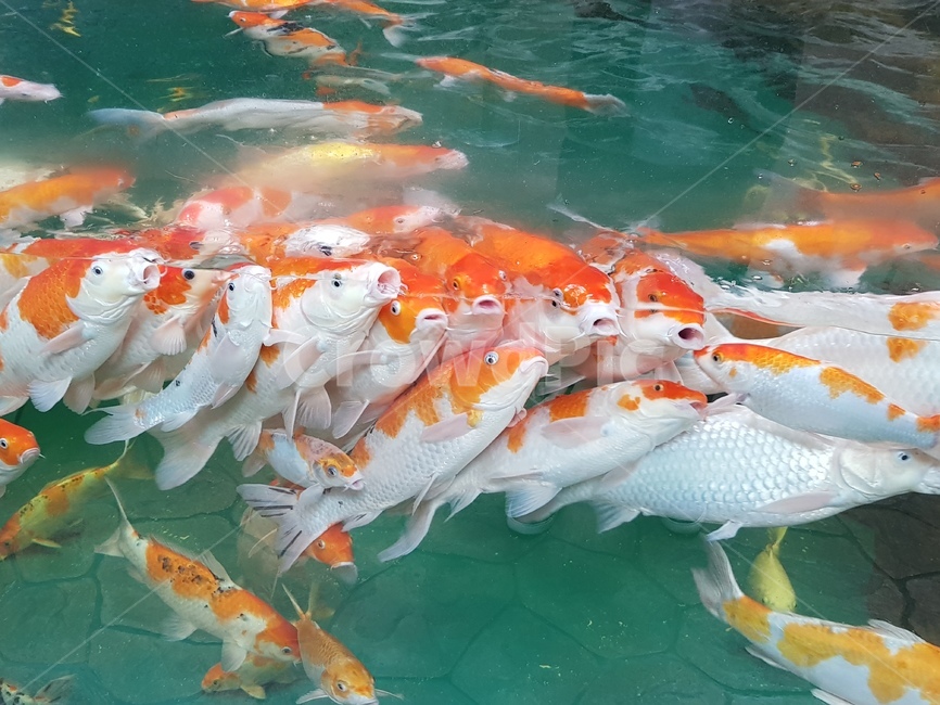 fishbowl,crucian carp,Pisces,fish,When it comes to fish