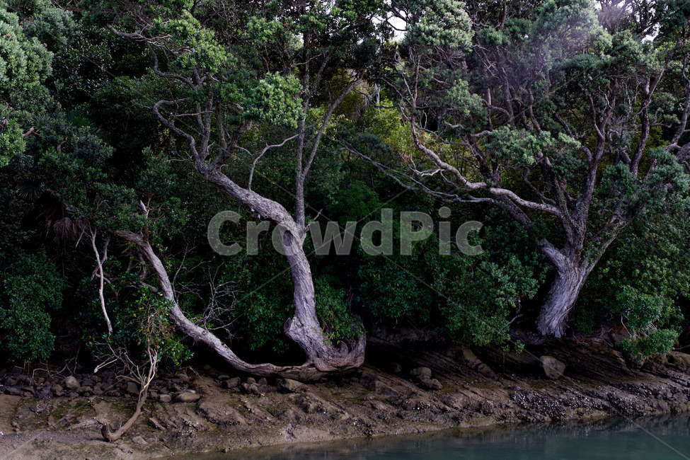 나무,큰나무,자연,숲,호수,나무뿌리,나무기둥,해변,치유,힐링,자연,풍경,nature,landscape,tree,plant,식물,outdoors,옥외,water,물