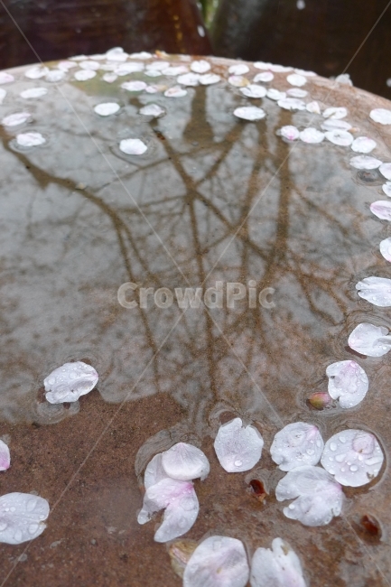 벚꽃잎,꽃잎,떨어진꽃잎,벚꽃,비오는날,비용일,물방울,빗방울,봄,계절,spring,season,비,비오는날,rain,rainy,puddle,흐리게 하다
