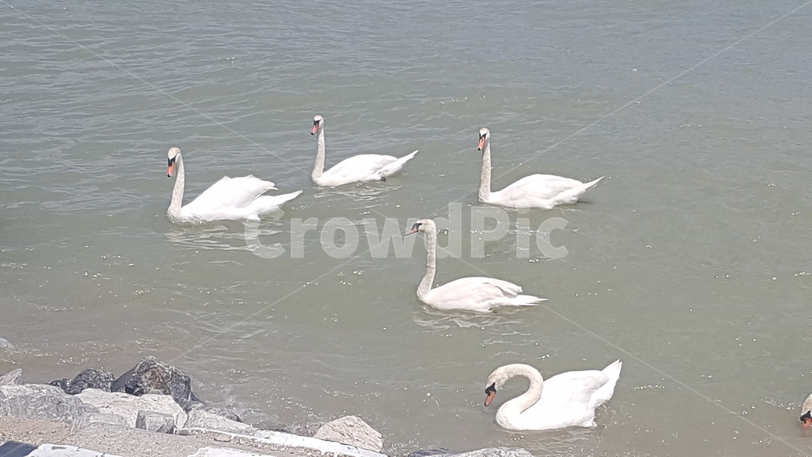 animal,동물,bird,새,swan,백조