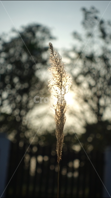 plant,식물,grass,lawn,잔디,강아지풀,햇빛,석양,dawn,가을