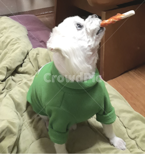 개,강아지,말티즈,마르티스,동물,댕댕이,애니멀,animal,말티스,마르티즈,pet,dog,nature,자연,동물보호,동물,animal,포유류,mammal,개,강아지,dog,doggy