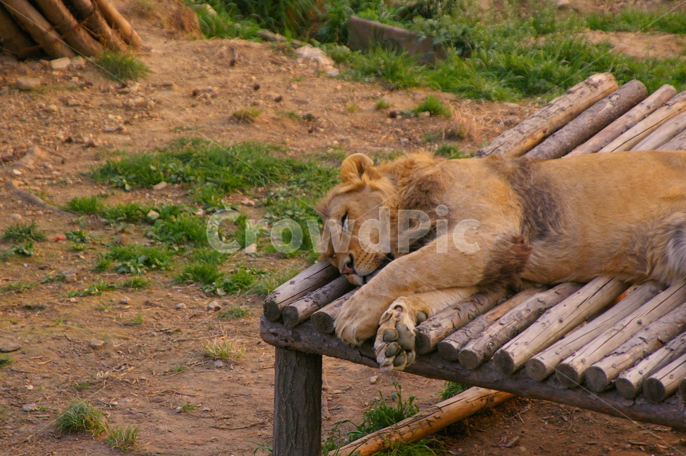 포유류,포식동물,동물,야생동물,사자,lion,동물,animal,포유류,mammal