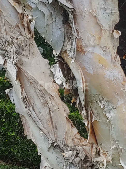 tree,plant,나무,특이한나무,멋진