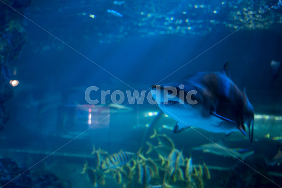 수족관,아쿠아리움,물고기,상어,생선,fish,어류,shark,죠스,aquarium,동물,animal,어류,물고기,fish