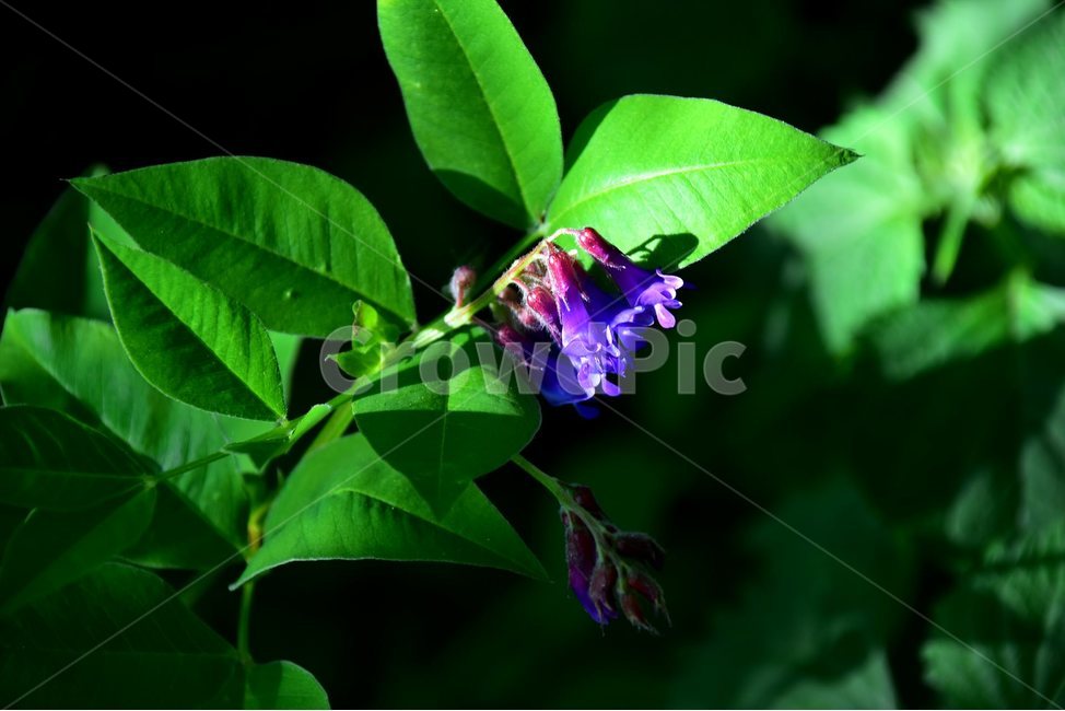 네잎갈퀴나물,야생화,꽃,식물,자연,생태,플라워,flower,plants,nature,식물,자연,plants,nature,꽃,flower