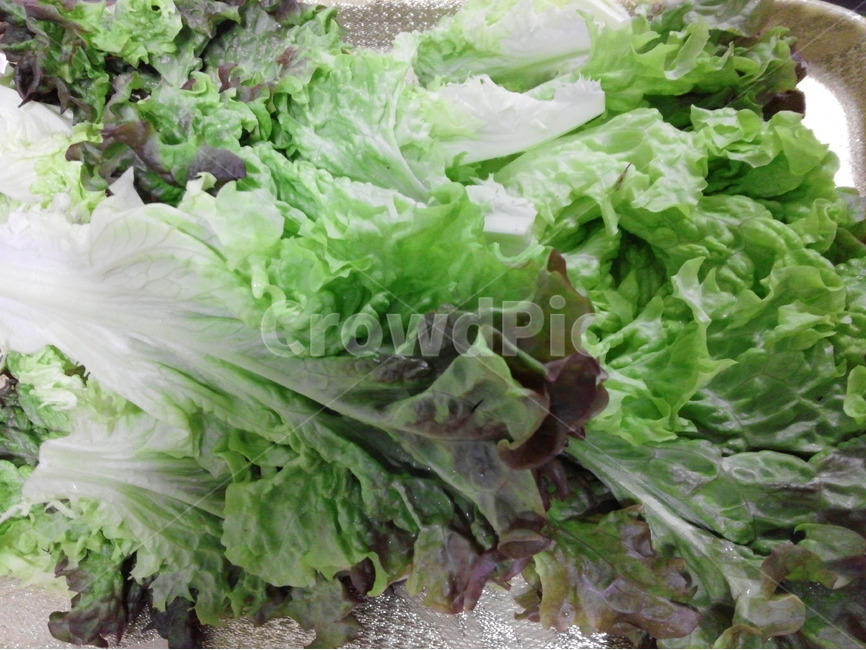 상추,채소,쌈,파란색,싱싱함,삼겹살,음식,식재료,요리,food,cook,meal,dishes,food reserves,채소,야채,vegetables