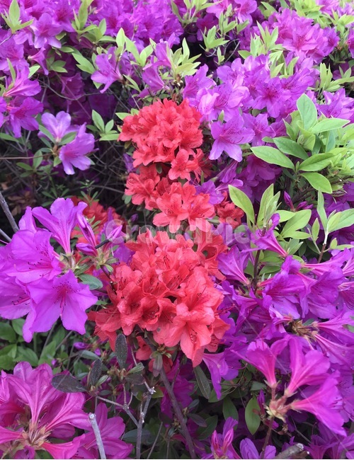 flower,자연,플라워,식물,꽃,봄,계절,spring,season,식물,자연,plants,nature,꽃,flower,geranium,제라늄,blossom,plant