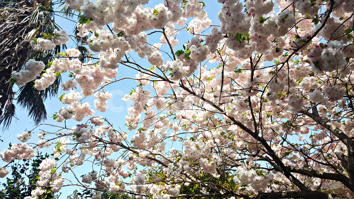 벚꽃,꽃,flower,식물,blossom,plant