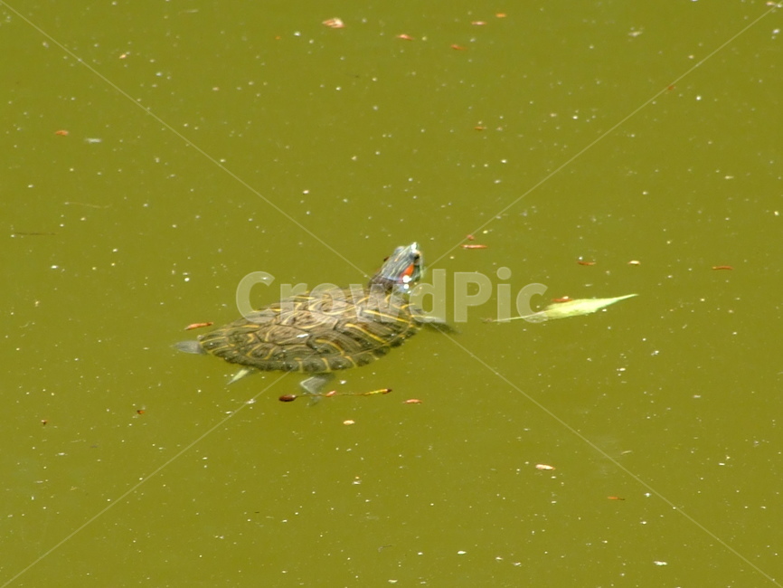 거북이,파충류,동물,거북,헤엄,동물,animal,파충류,양서류,reptile,amphibian