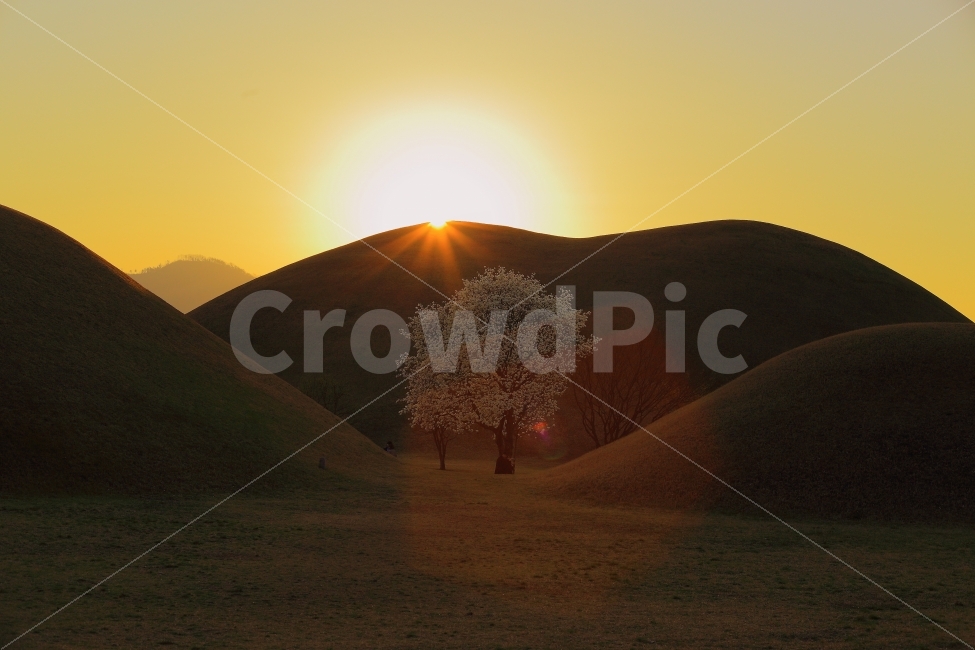 경주,일몰,대왕릉,석양,빛,나무,자연,풍경,nature,landscape,한국자연풍경,한국자연경관,korea nature landscape,한국전통,한국문화,korean traditional,korean culture,랜드마크,landmark,tourist attraction,한국랜드마크,한국관광지,한국명소,korea landmark,korea tourist attraction,식물,plants,나무,trees,wood,outdoors,옥외,grassland,목초지,field,들,mound,투수판