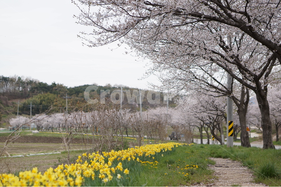 수선화,벚꽃,노랑,봄,초록,흐림,풍경,봄,계절,spring,season,자연,풍경,nature,landscape,한국자연풍경,한국자연경관,korea nature landscape,식물,plants,나무,trees,wood,outdoors,옥외