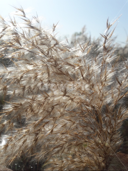 갈대,억새풀,reed,silvergrass,억새,plant,식물,가을,가을,계절,fall,autumn,season,식물,자연,plants,nature