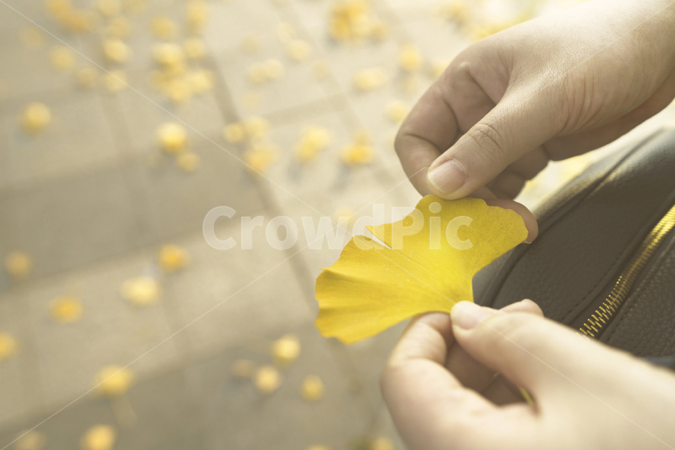 은행,잎,길,가을,계절,생물,생명,노랑,색감,plant,사람,식물,person,human,가을,계절,fall,autumn,season