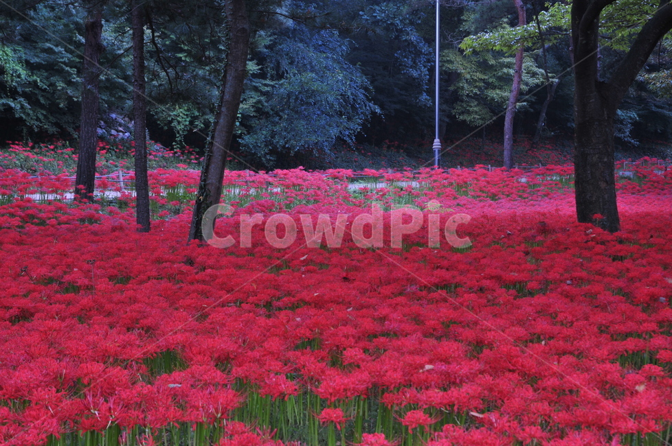 영광,불갑사,상사화,꽃무릇,꽃무릇축제,상사화축제,식물,자연,plants,nature,꽃,flower
