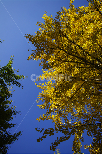 은행나무,가을,은행잎,식물,plant,하늘,가을,계절,fall,autumn,season,leaf,잎,tree,나무