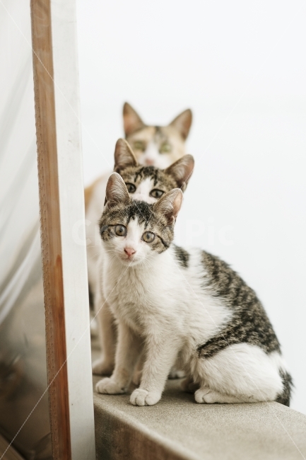 cat mom,kitten,stray cat,small neighbor,Meow,cat,animal,pet