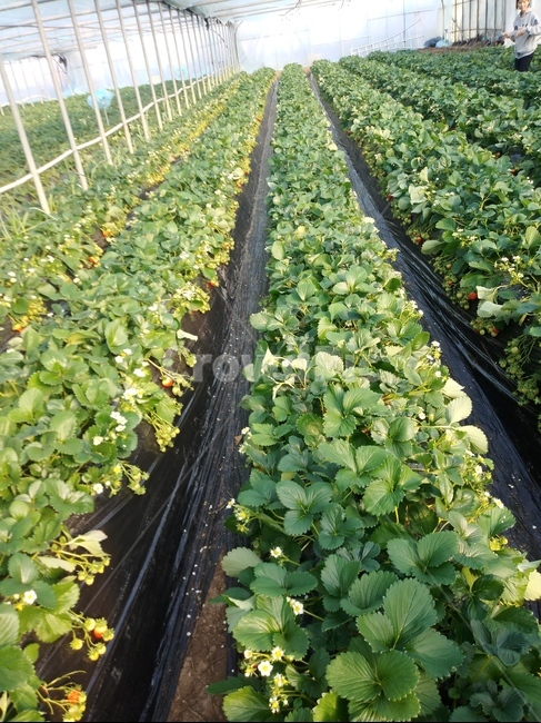 spring,Farm,strawberry field,strawberry,plastic house,Experience Farm