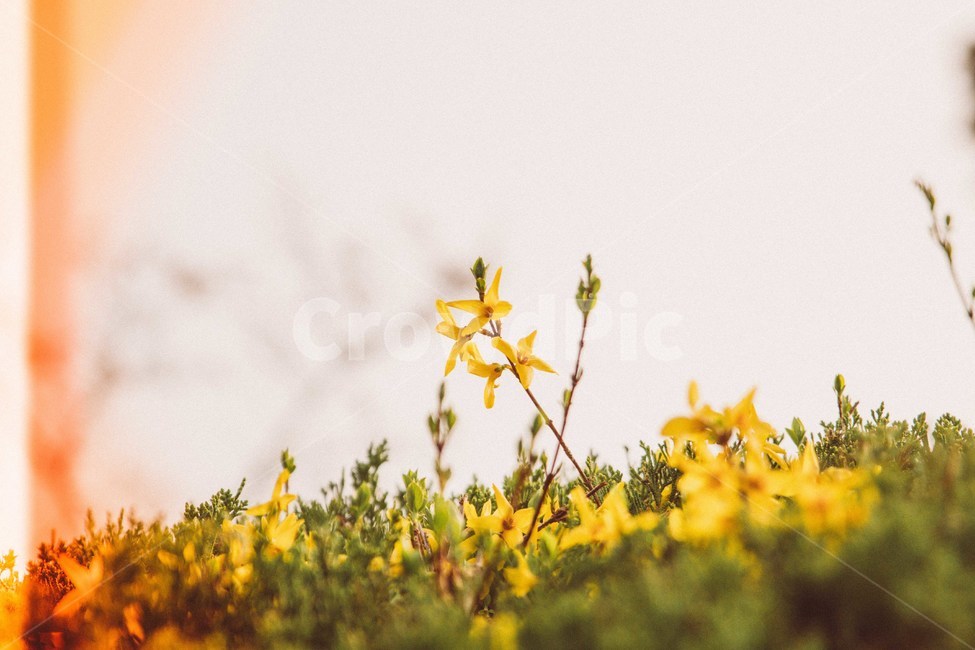필름,개나리,봄,꽃,3월,봄,계절,spring,season,식물,자연,plants,nature,꽃,flower,감성,sensible,feeling,field,들