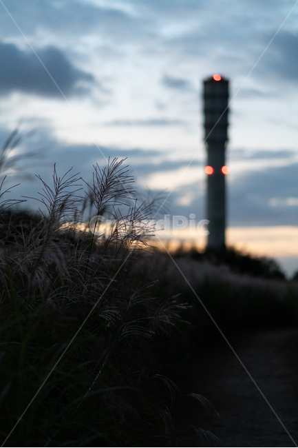 하늘공원,일몰,억새,하늘,구름,실루엣,자연,풍경,nature,landscape,architecture,건축물,tower,탑,building,건물