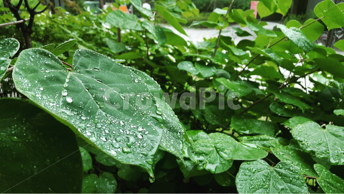 식물,여름,비온뒤,물방울,여름비,동네식물,식물,자연,plants,nature,비,비오는날,rain,rainy